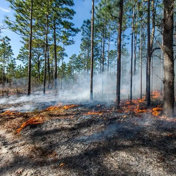 thumbnail for publication: Where There's Fire, There's Smoke: Air Quality and Prescribed Burning in Florida